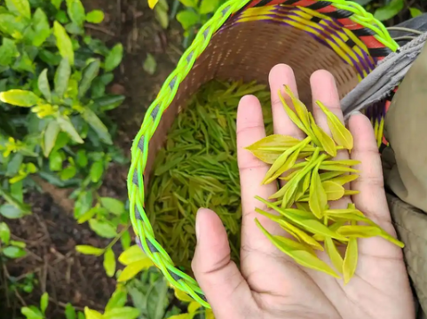 婺源綠茶哪個品種好喝